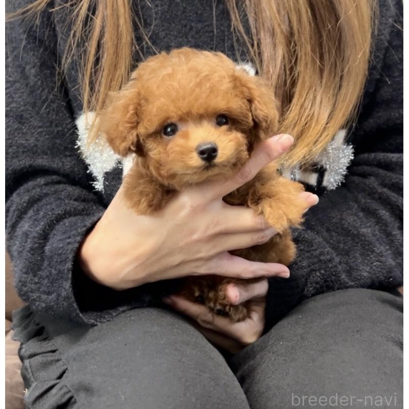 販売中の福岡県のティーカッププードル-433864の8枚目