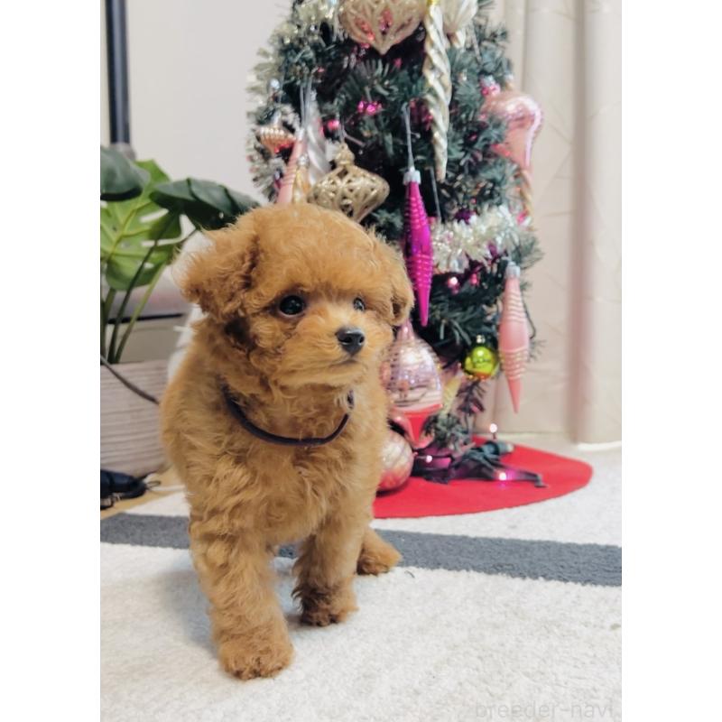 販売中の福岡県のティーカッププードル-433864の7枚目