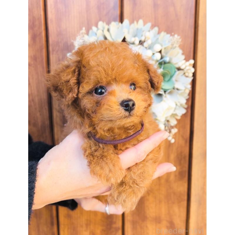 販売中の福岡県のティーカッププードル-433864の6枚目