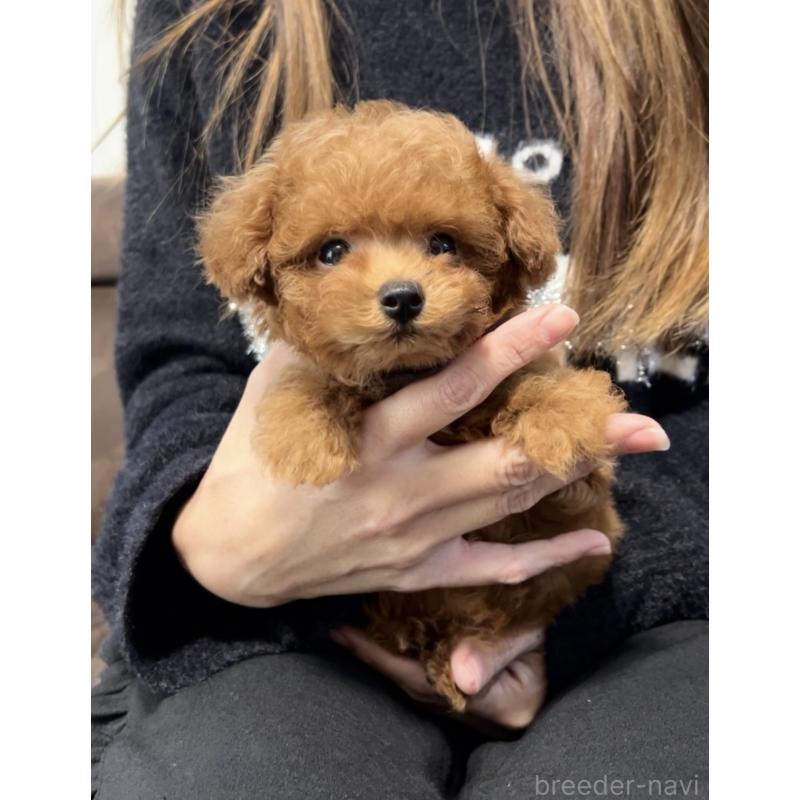 販売中の福岡県のティーカッププードル-433864の5枚目