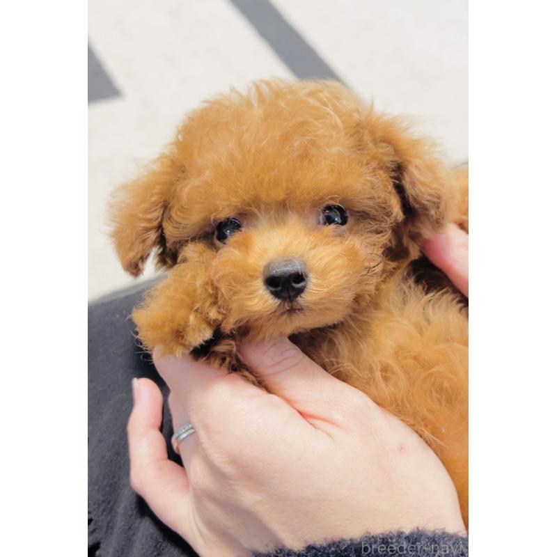 販売中の福岡県のティーカッププードル-433864の3枚目