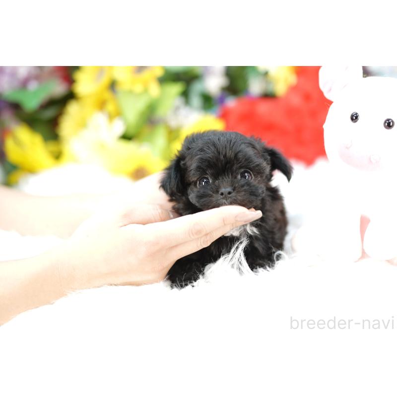 販売中の埼玉県のチワプー:チワワ×トイプードル-433865の4枚目