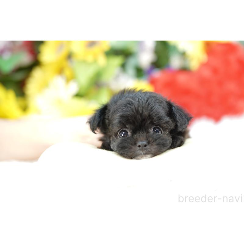 販売中の埼玉県のチワプー:チワワ×トイプードル-433865の3枚目