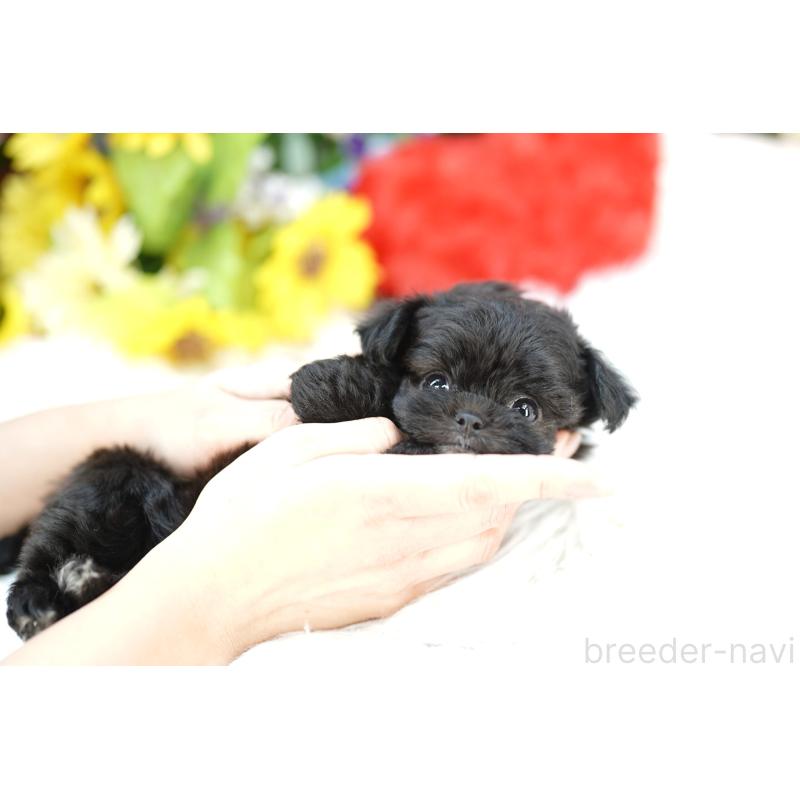 販売中の埼玉県のチワプー:チワワ×トイプードル-433865の2枚目