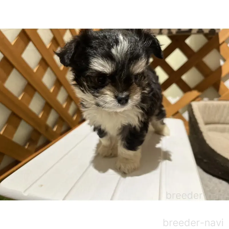 販売中の沖縄県のチワマル:チワワ×マルチーズ-433866の17枚目