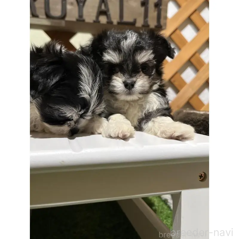 販売中の沖縄県のチワマル:チワワ×マルチーズ-433866の16枚目