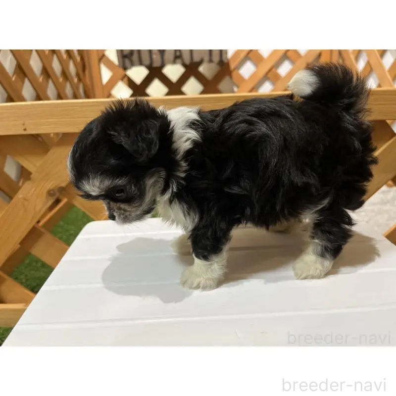 販売中の沖縄県のチワマル:チワワ×マルチーズ-433866の15枚目