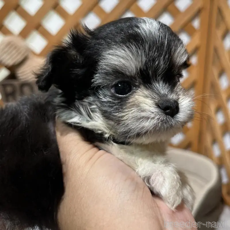 販売中の沖縄県のチワマル:チワワ×マルチーズ-433866の14枚目