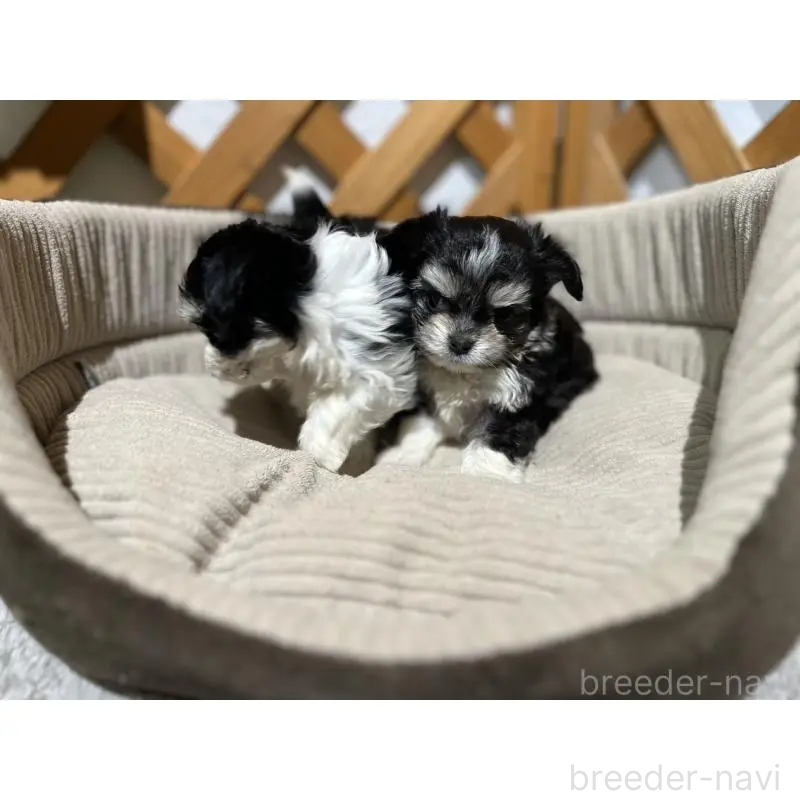 販売中の沖縄県のチワマル:チワワ×マルチーズ-433866の13枚目