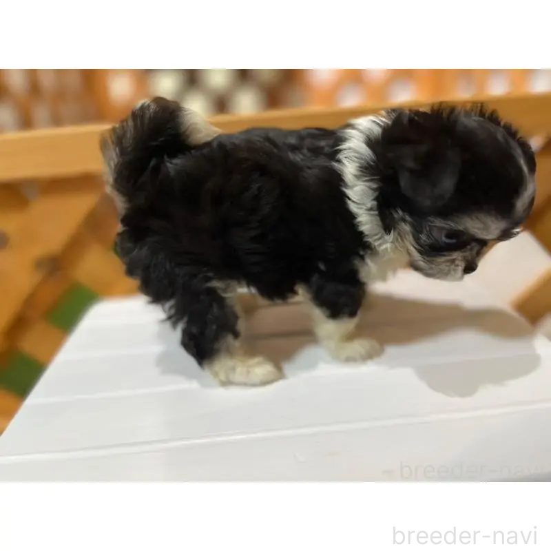 販売中の沖縄県のチワマル:チワワ×マルチーズ-433866の12枚目