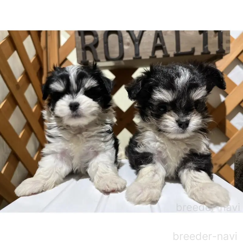 販売中の沖縄県のチワマル:チワワ×マルチーズ-433866の11枚目