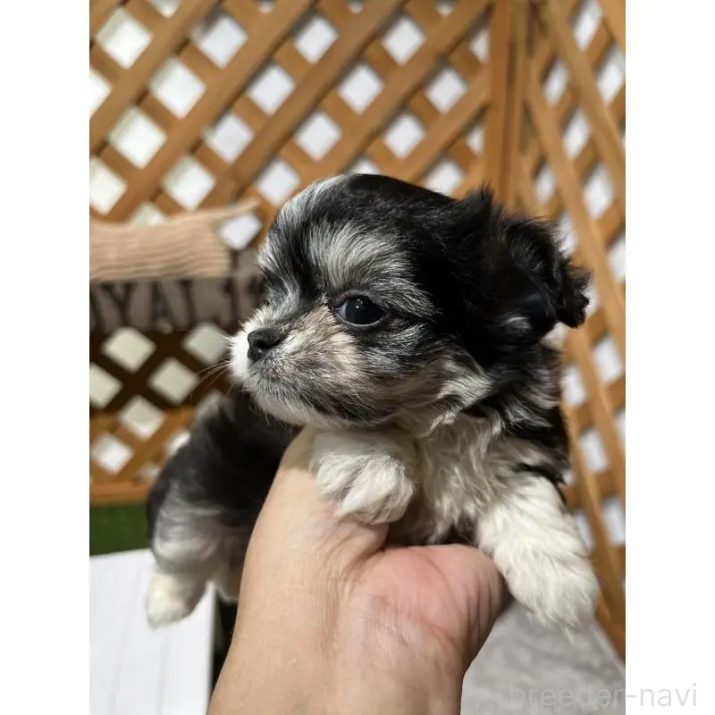 販売中の沖縄県のチワマル:チワワ×マルチーズ-433866の10枚目