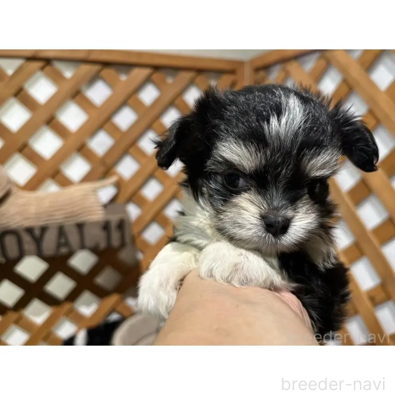 販売中の沖縄県のチワマル:チワワ×マルチーズ-433866の9枚目