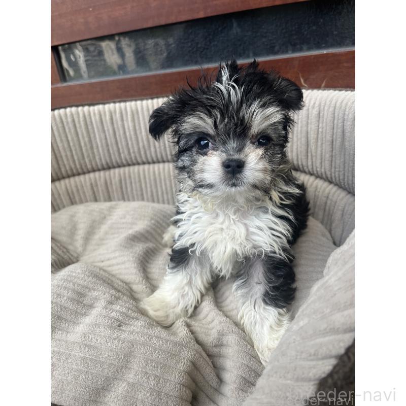 販売中の沖縄県のチワマル:チワワ×マルチーズ-433866の8枚目