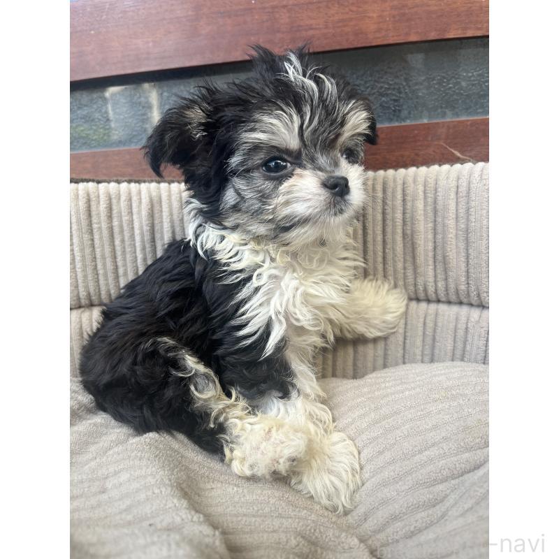 販売中の沖縄県のチワマル:チワワ×マルチーズ-433866の7枚目