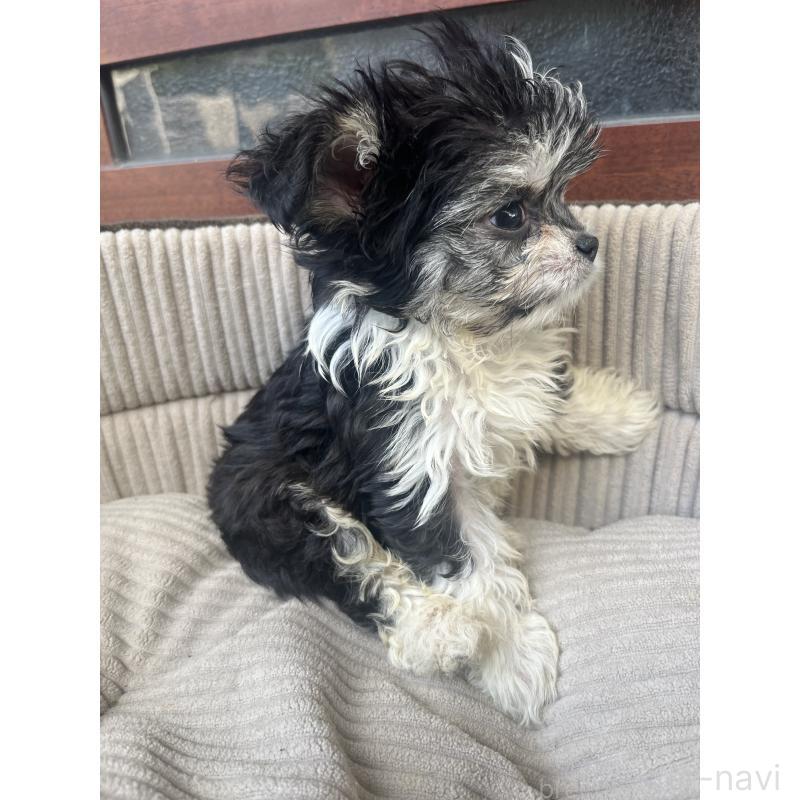 販売中の沖縄県のチワマル:チワワ×マルチーズ-433866の6枚目