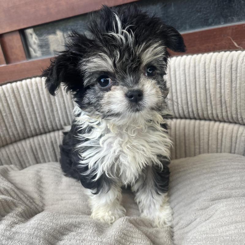 販売中の沖縄県のチワマル:チワワ×マルチーズ-433866の1枚目