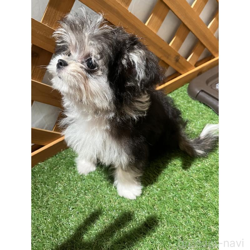 販売中の沖縄県のチワマル:チワワ×マルチーズ-433866の5枚目