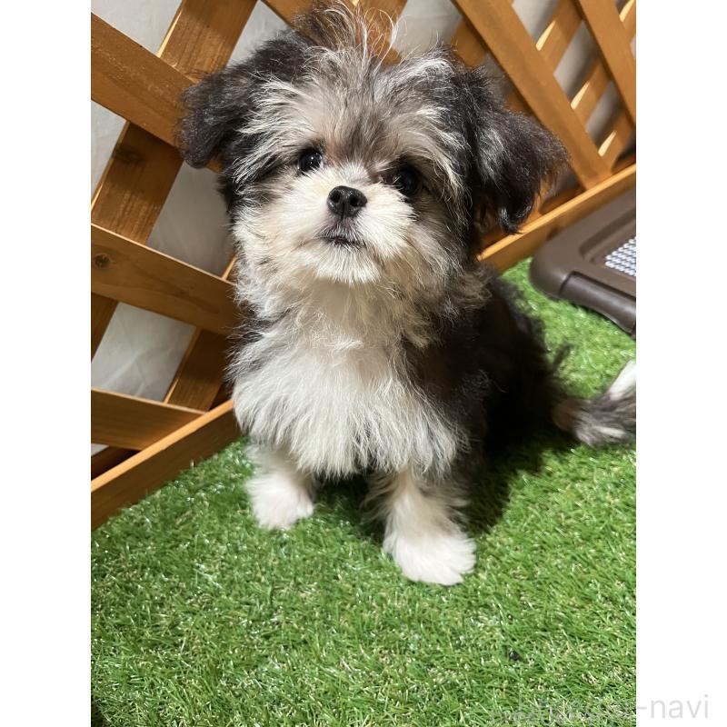販売中の沖縄県のチワマル:チワワ×マルチーズ-433866の4枚目