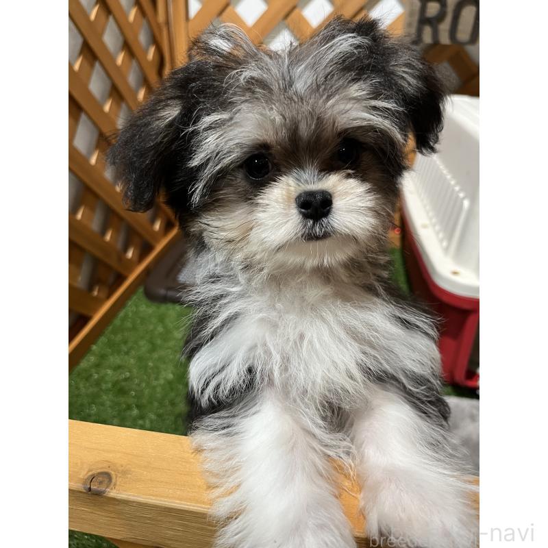 販売中の沖縄県のチワマル:チワワ×マルチーズ-433866の3枚目