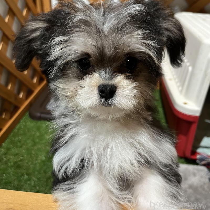 販売中の沖縄県のチワマル:チワワ×マルチーズ-433866の2枚目