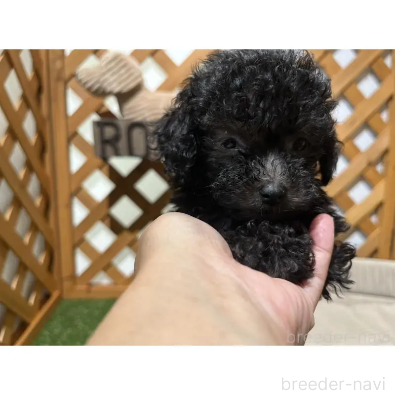 販売中の沖縄県のトイプードル-433867の18枚目