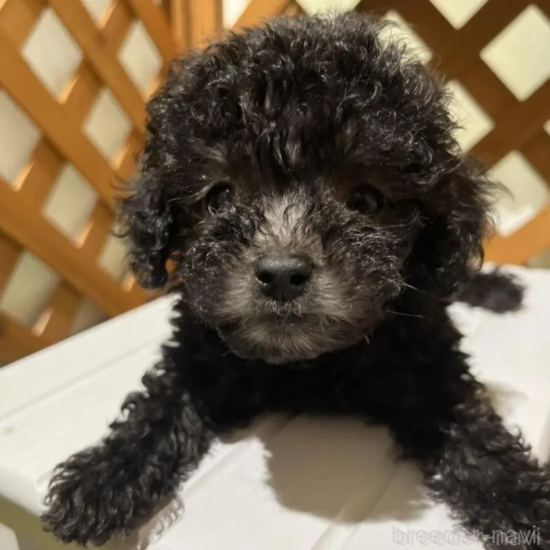 販売中の沖縄県のトイプードル-433867の17枚目