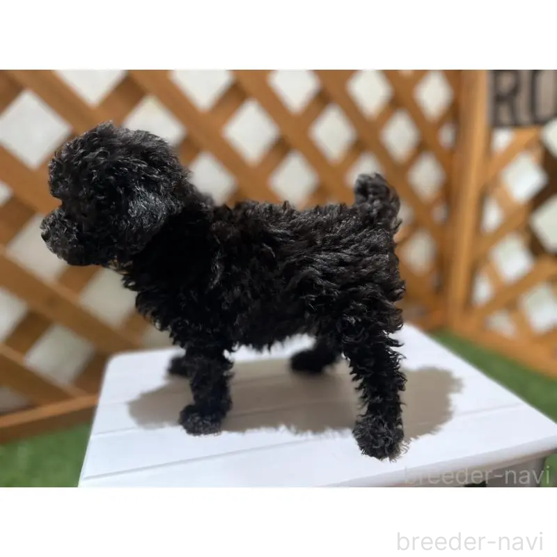 販売中の沖縄県のトイプードル-433867の16枚目
