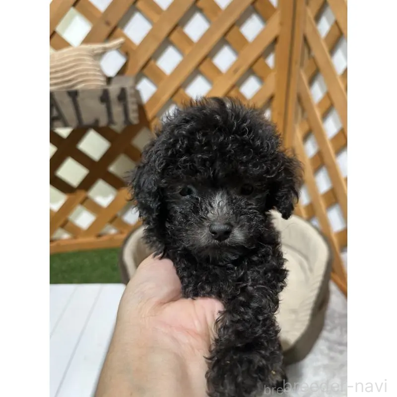 販売中の沖縄県のトイプードル-433867の15枚目