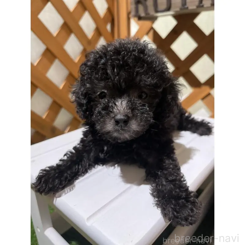 販売中の沖縄県のトイプードル-433867の14枚目