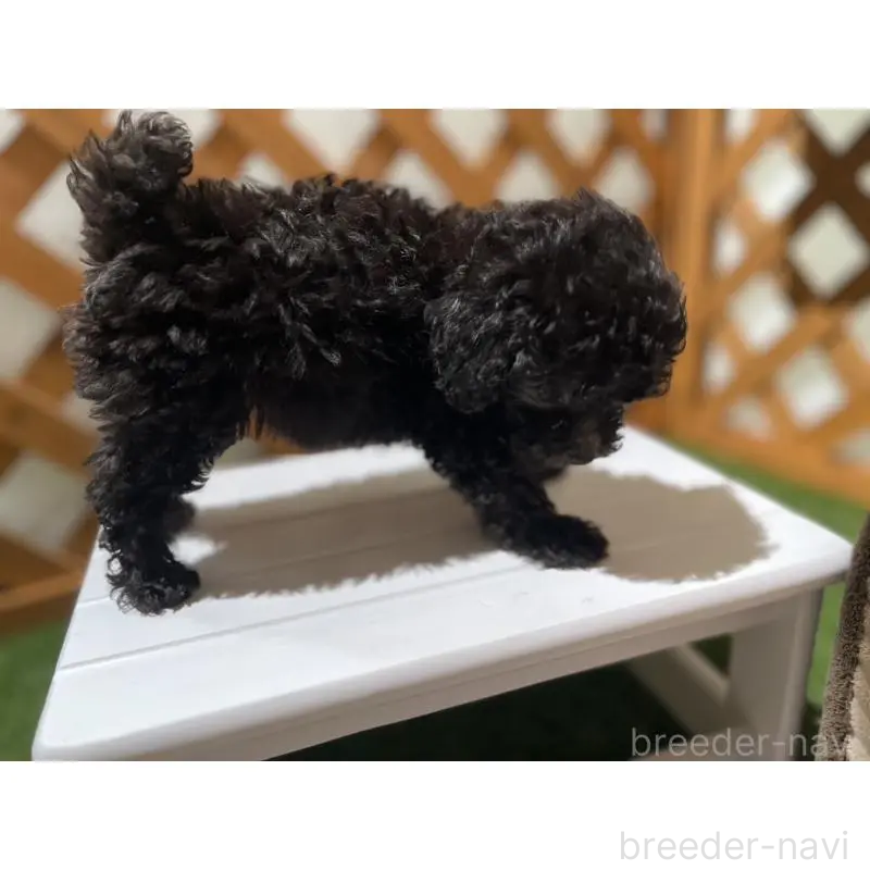 販売中の沖縄県のトイプードル-433867の13枚目