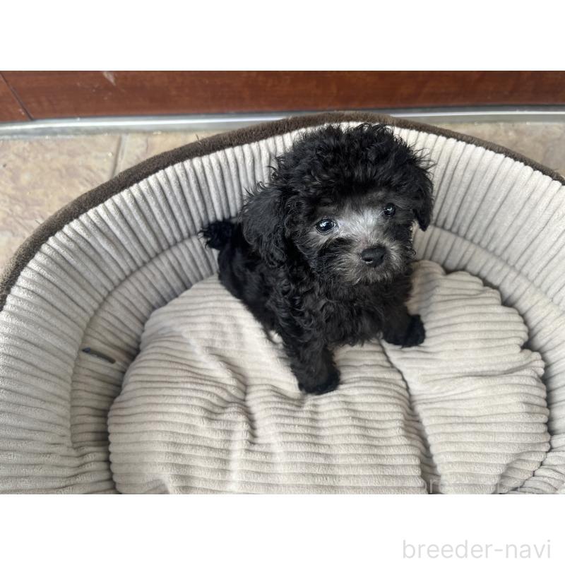 販売中の沖縄県のトイプードル-433867の12枚目