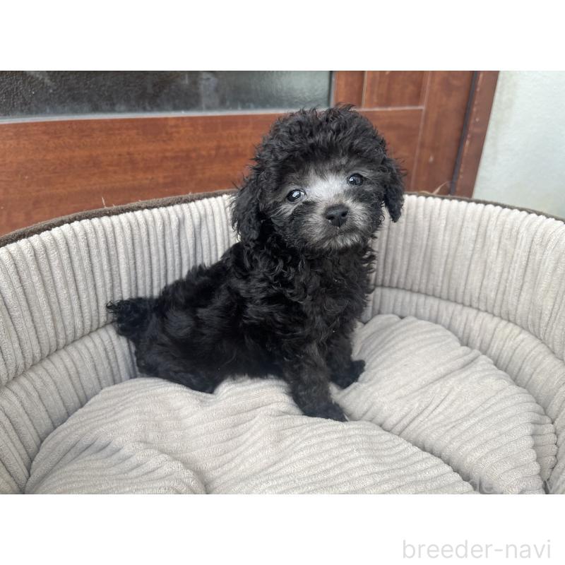 販売中の沖縄県のトイプードル-433867の11枚目