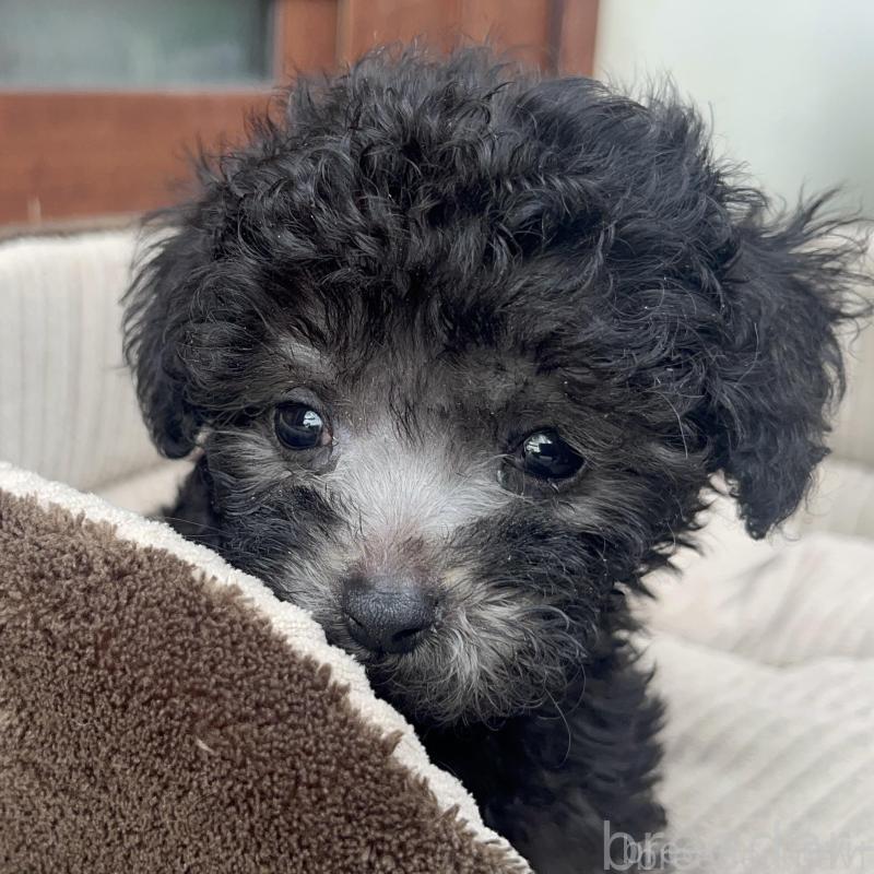 販売中の沖縄県のトイプードル-433867の8枚目