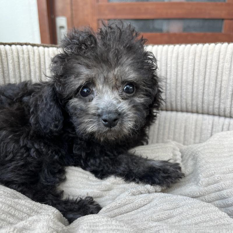 販売中の沖縄県のトイプードル-433867の7枚目