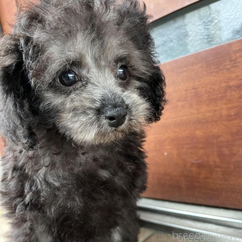 販売中の沖縄県のトイプードル-433867の6枚目