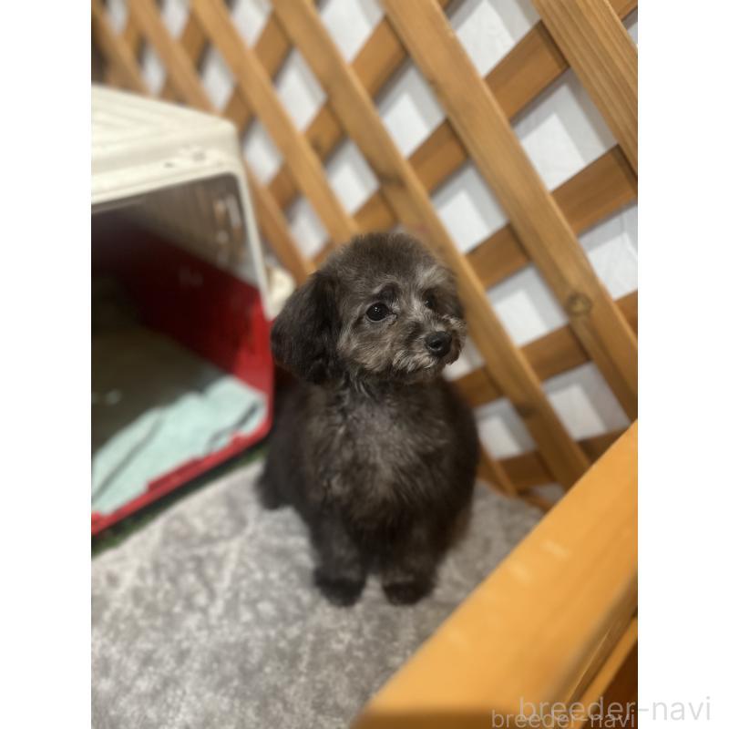 販売中の沖縄県のトイプードル-433867の5枚目