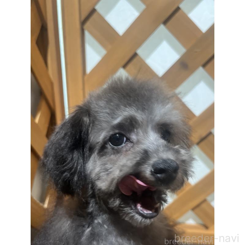 販売中の沖縄県のトイプードル-433867の4枚目