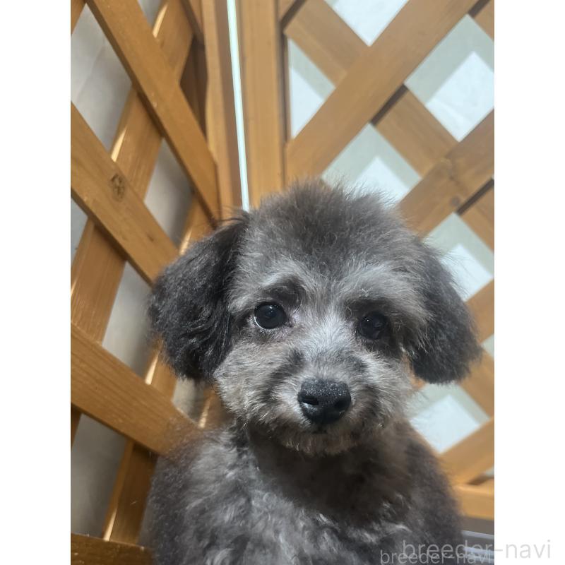 販売中の沖縄県のトイプードル-433867の3枚目