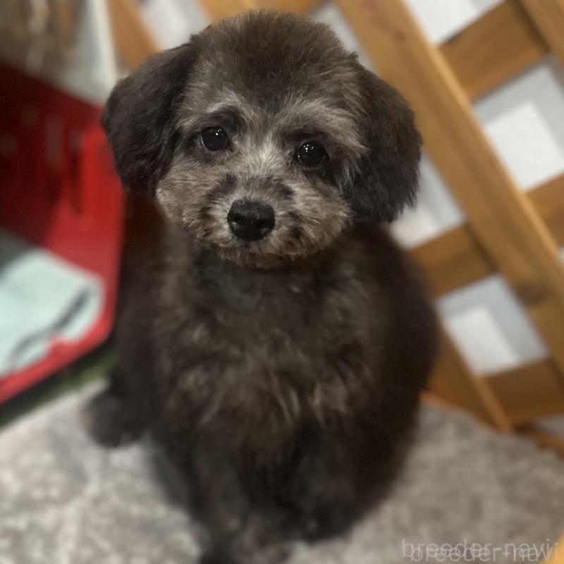 販売中の沖縄県のトイプードル-433867の2枚目