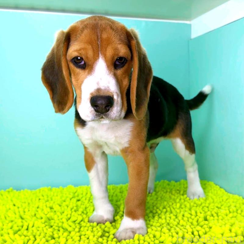 販売中の栃木県のビーグル-426913の5枚目