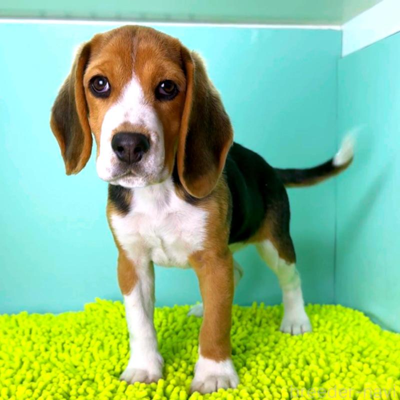 販売中の栃木県のビーグル-426913の4枚目