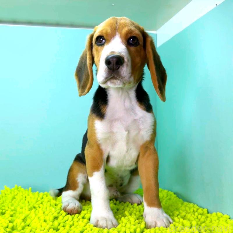 販売中の栃木県のビーグル-426913の3枚目