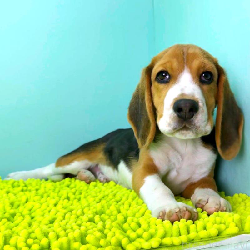 販売中の栃木県のビーグル-426913