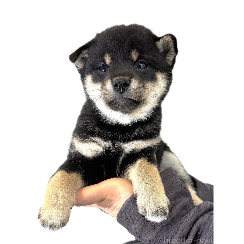 販売中の宮城県の柴犬-433871の6枚目