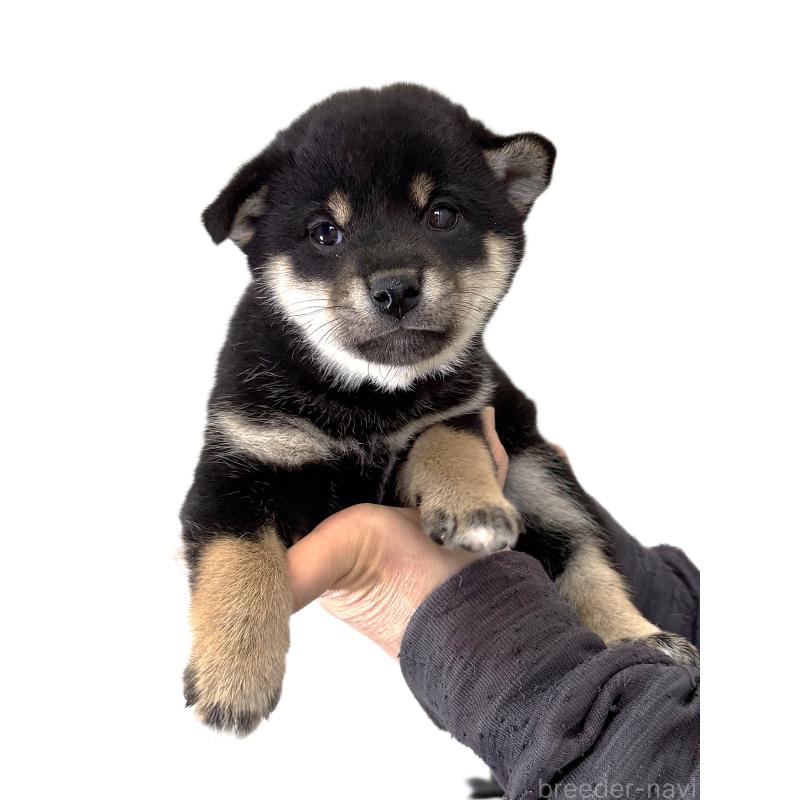 販売中の宮城県の柴犬-433871の5枚目