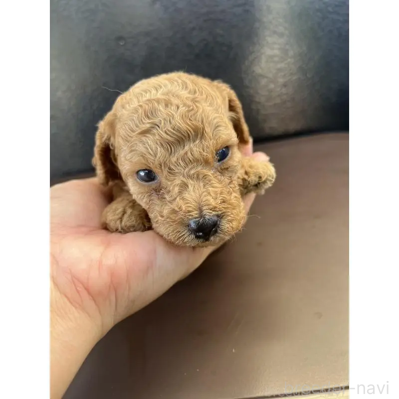 販売中の沖縄県のトイプードル-433868の16枚目