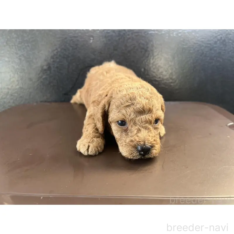 販売中の沖縄県のトイプードル-433868の15枚目