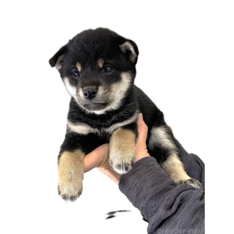 販売中の宮城県の柴犬-433871の4枚目