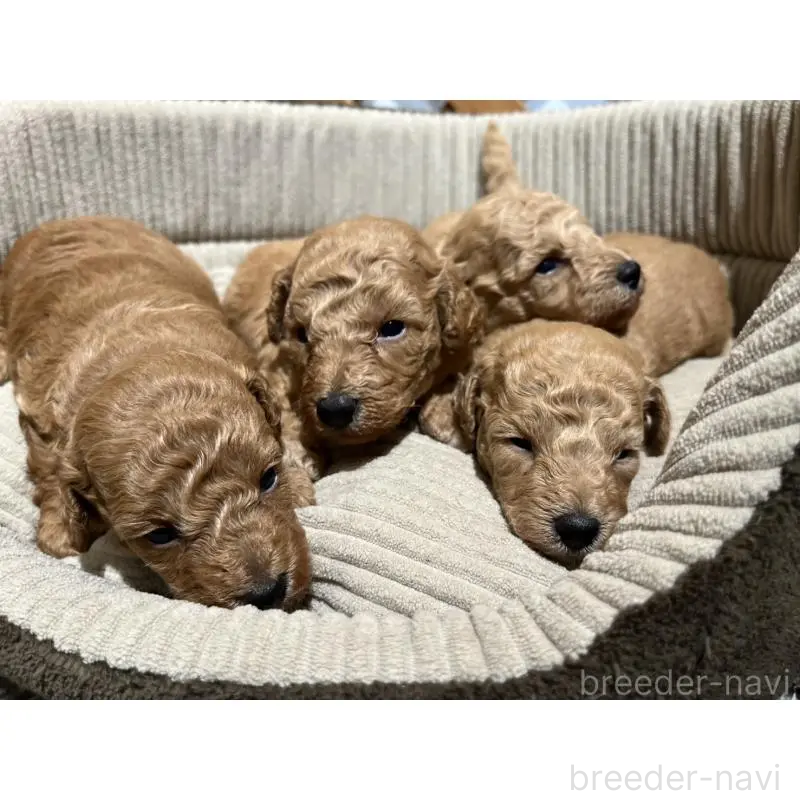 販売中の沖縄県のトイプードル-433868の14枚目